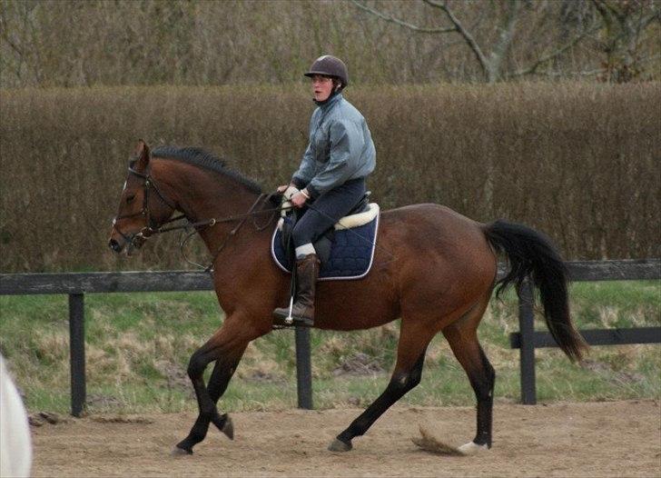 Dansk Varmblod Vida Linda - mar 2012 billede 6