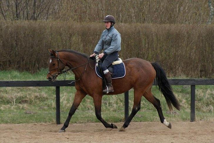 Dansk Varmblod Vida Linda - Lidt foran... ;-) billede 3