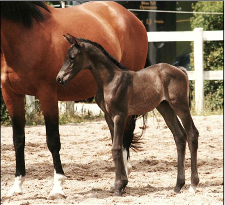 Trakehner Kayla Dyrhave - Kayla som føl billede 1