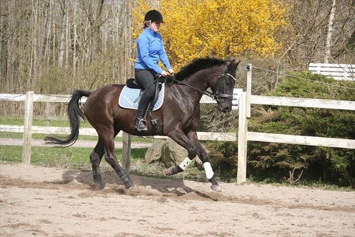 Trakehner Kayla Dyrhave - En af de første rigtige galoper på banen.  billede 2