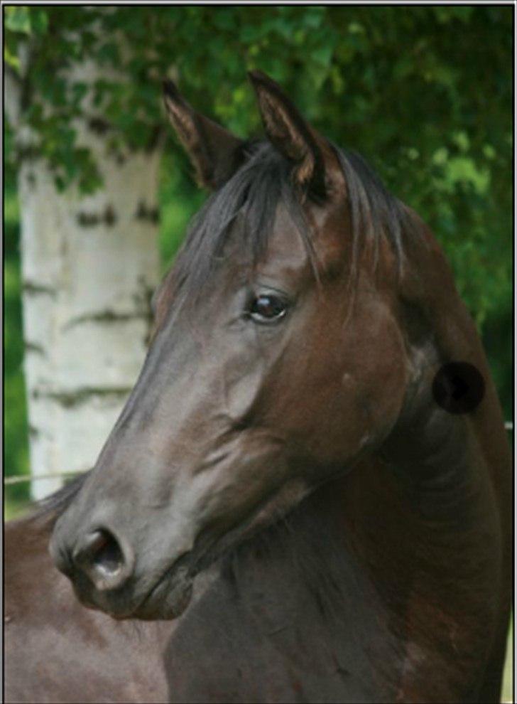 Trakehner Kayla Dyrhave billede 3