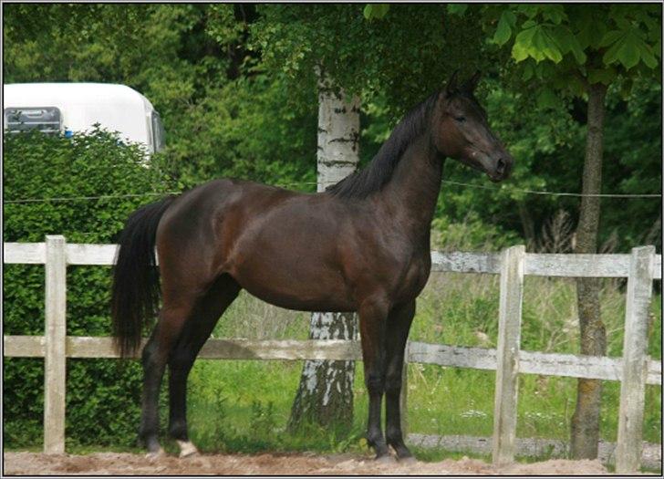 Trakehner Kayla Dyrhave billede 4