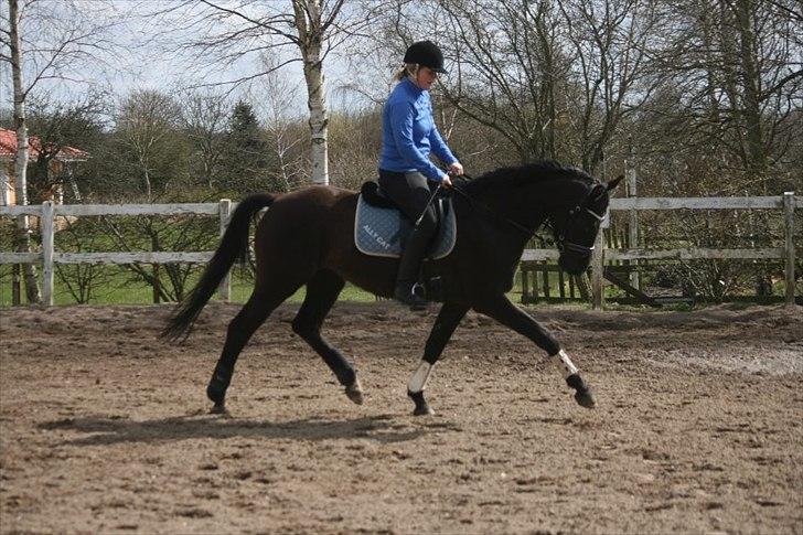 Trakehner Kayla Dyrhave billede 5