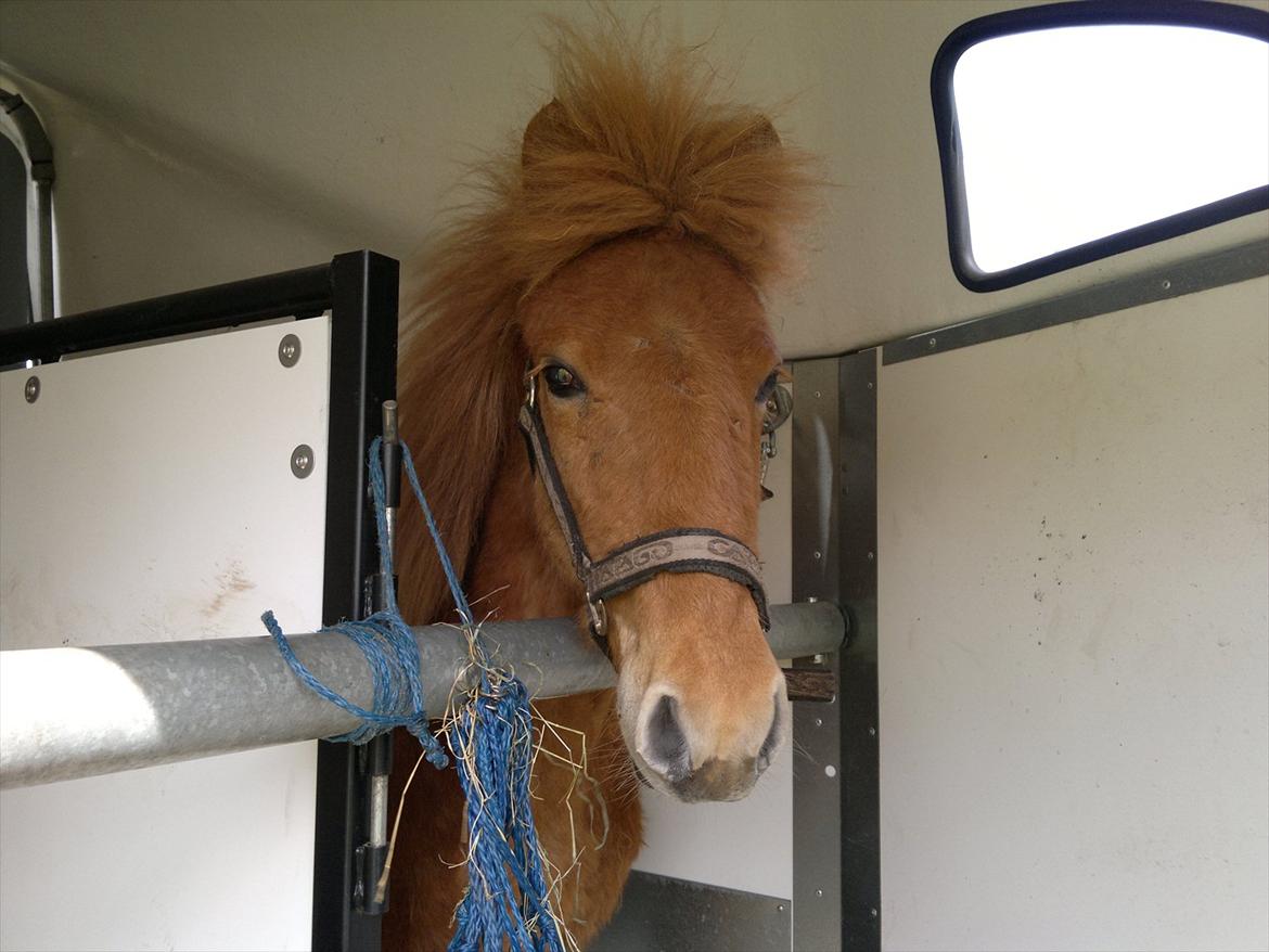 Islænder Blær fra Klattrup - Så er vi hjemme ;p billede 1
