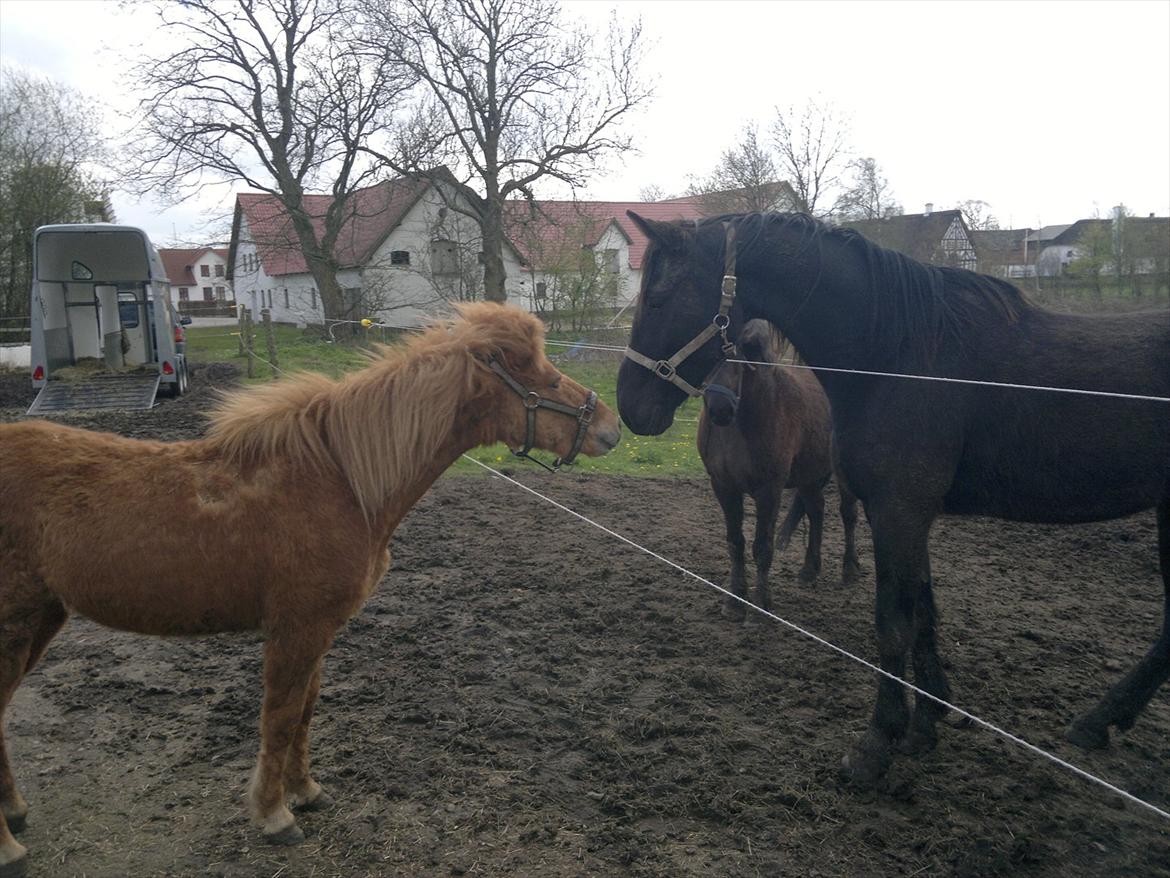 Islænder Blær fra Klattrup - Uh nogle søde duller billede 2