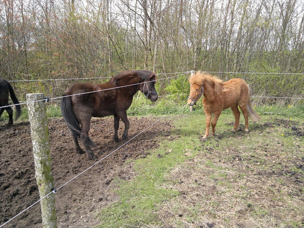Islænder Blær fra Klattrup - Mýsla og Blær hilser billede 3