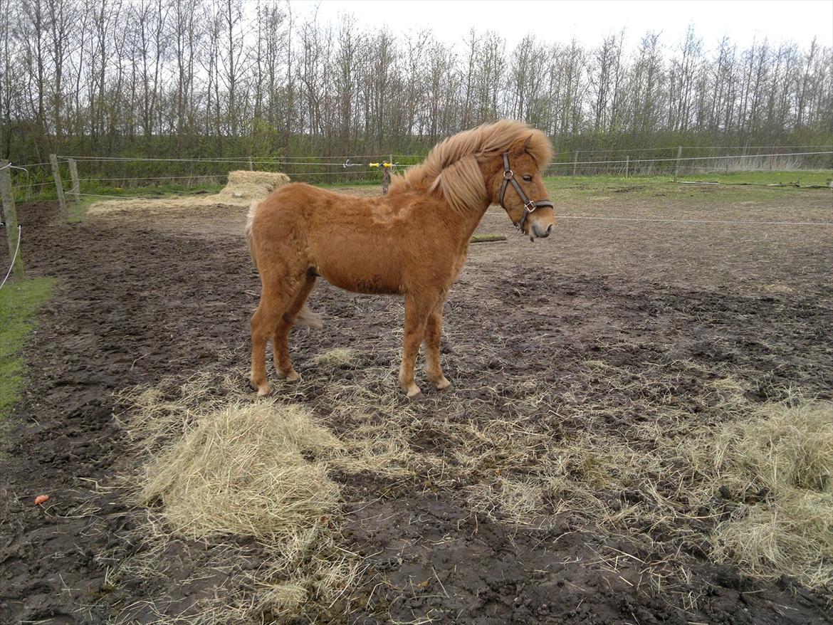 Islænder Blær fra Klattrup billede 4