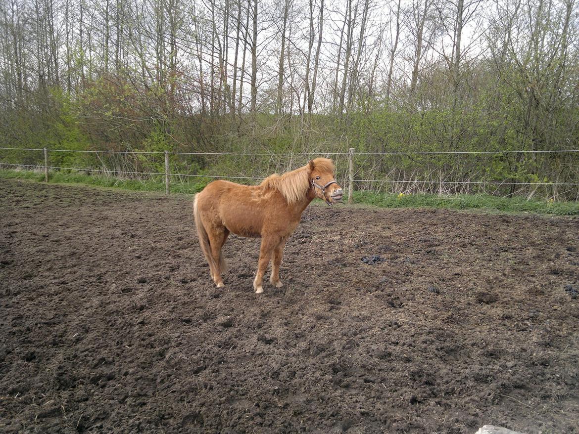 Islænder Blær fra Klattrup billede 5