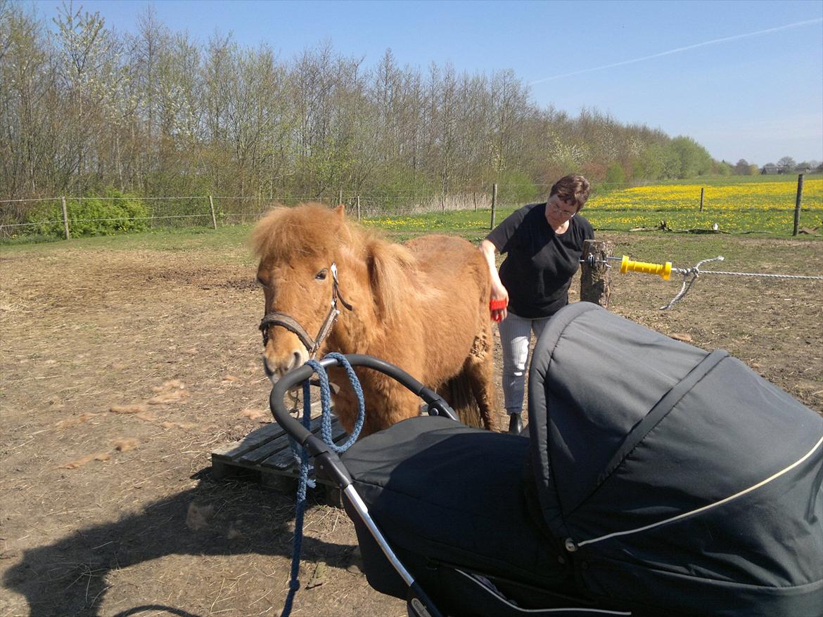 Islænder Blær fra Klattrup - Vugger lige Sif ;p Når hun ikk kan ride endnu kan jeg godt hjælpe hende til at sove istedet billede 6