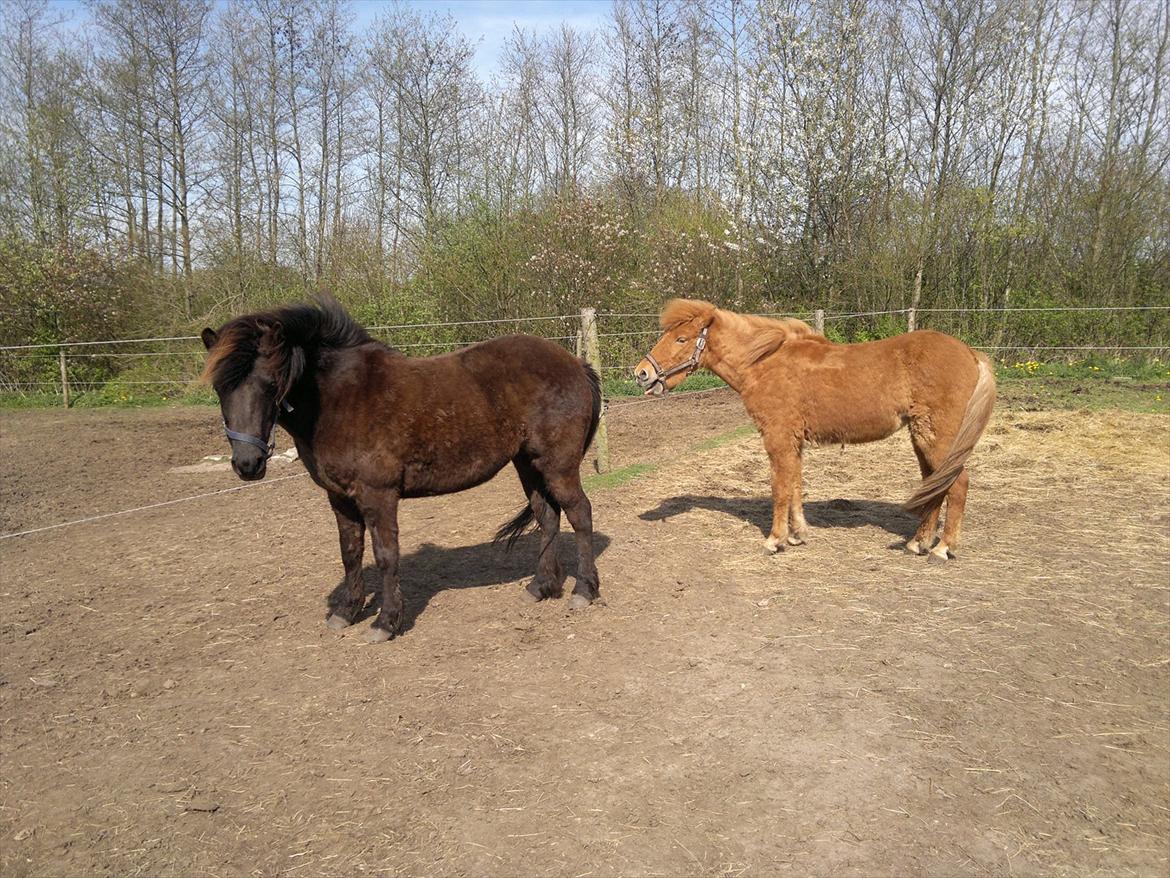 Islænder Blær fra Klattrup billede 7