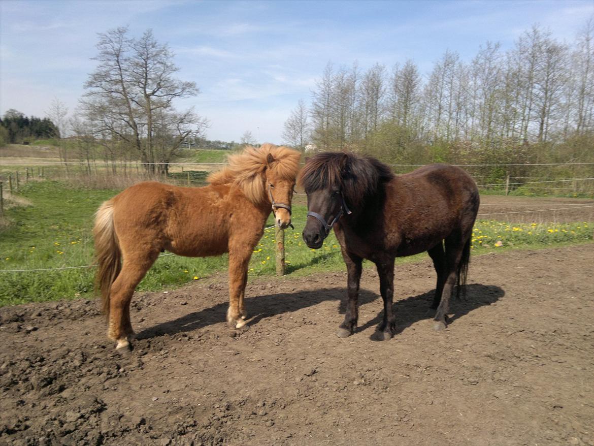 Islænder Blær fra Klattrup billede 8