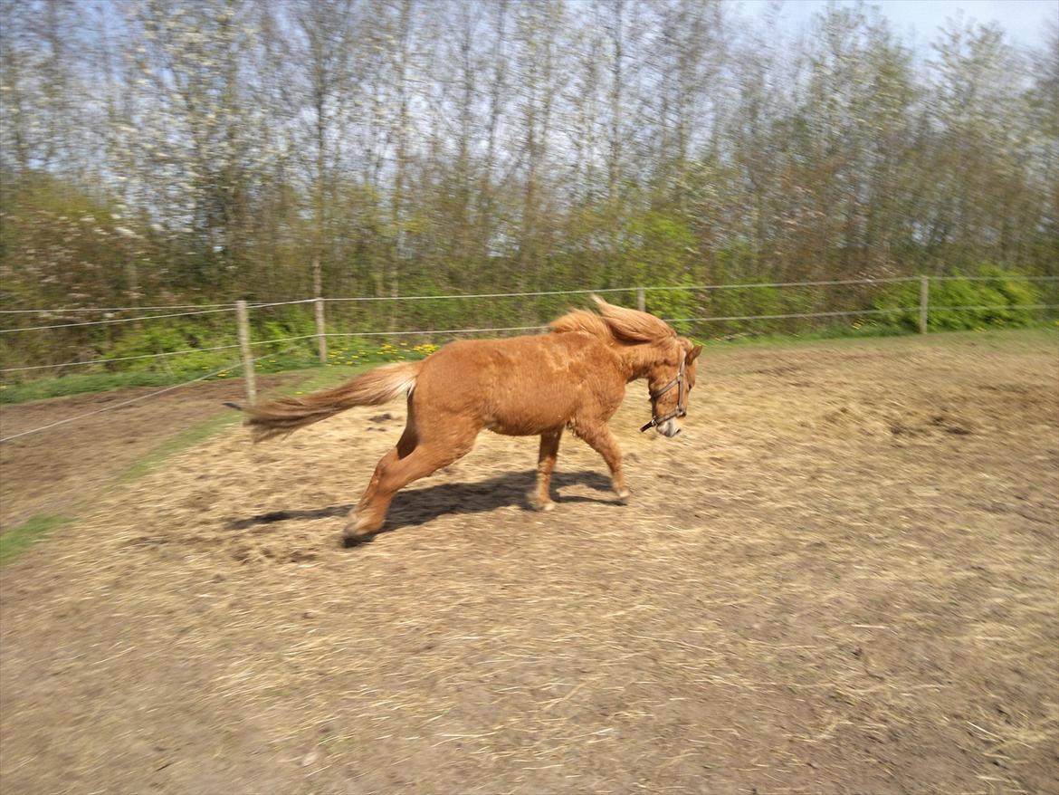 Islænder Blær fra Klattrup - Der strækkes igennem billede 9