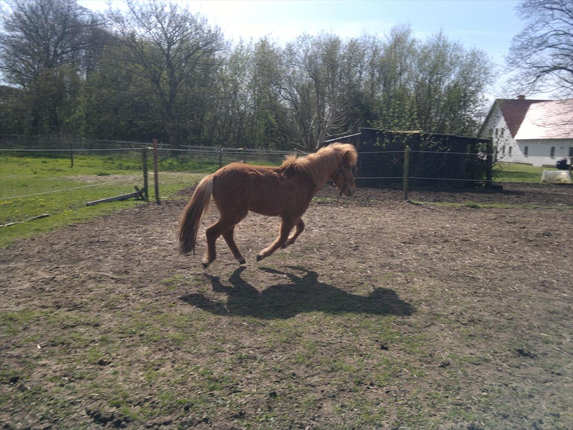 Islænder Blær fra Klattrup billede 10