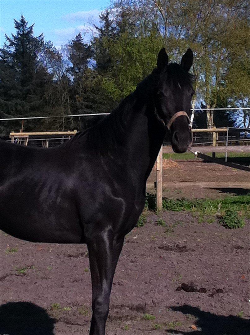 Dansk Varmblod Kuhlmanns Dagmar billede 10