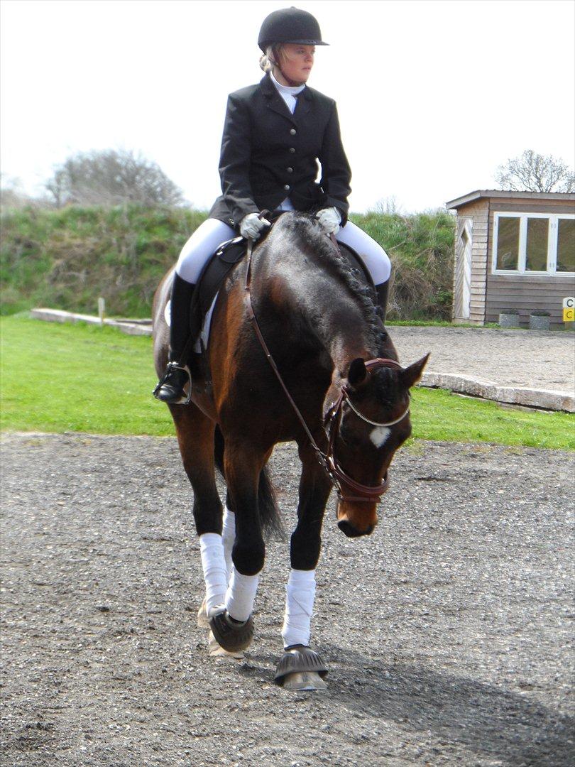 Dansk Varmblod Gredstedgårds Regitze - When the world says "Give up", Hope whispers "Try one more time" billede 15