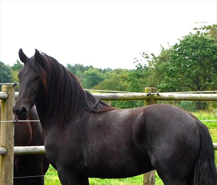 Frieser Oliver, STER billede 12