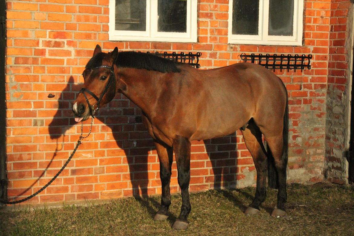 Connemara Enghøjs Sandy Touch-SAVNET - Her ved hans nye ejer:) billede 19
