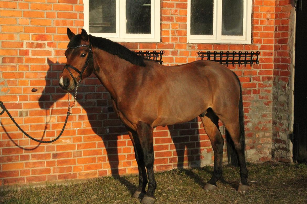 Connemara Enghøjs Sandy Touch-SAVNET - Enghøjs Sandy Touch (Santos)`S profil. Håber i kigger lidt rundt og finder noget spændene. her ved hans nye ejer i Sverige :) billede 1
