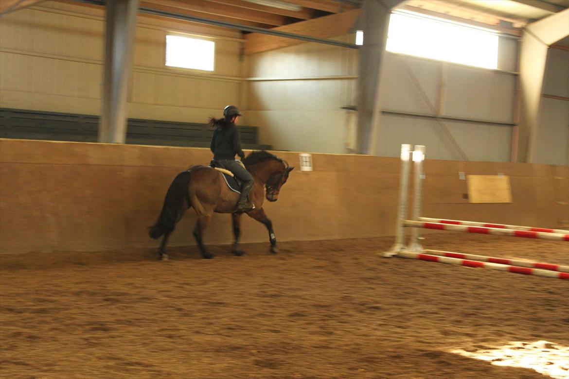 Connemara Enghøjs Sandy Touch-SAVNET - Med sin nye ejer :) billede 20