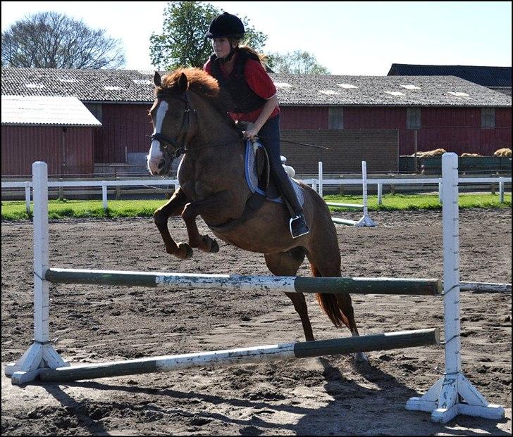 New Forest Damgårds Maja billede 16