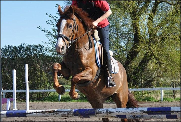 New Forest Damgårds Maja billede 2