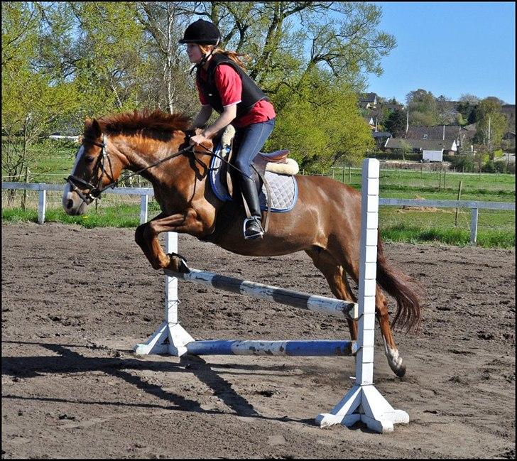 New Forest Damgårds Maja billede 5