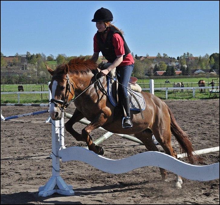 New Forest Damgårds Maja billede 10