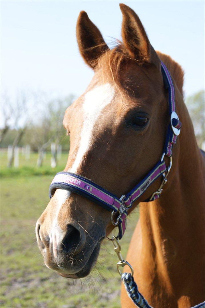 Hollandsk Sportspony Virona - Kønne pony <3 billede 6