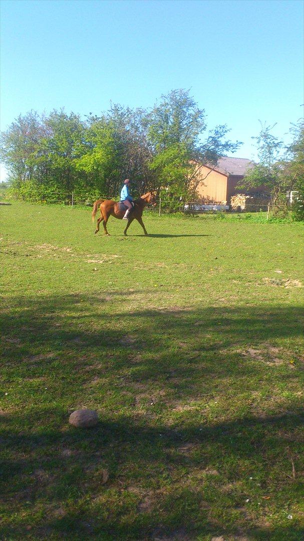 Anden særlig race night lady hele part billede 12