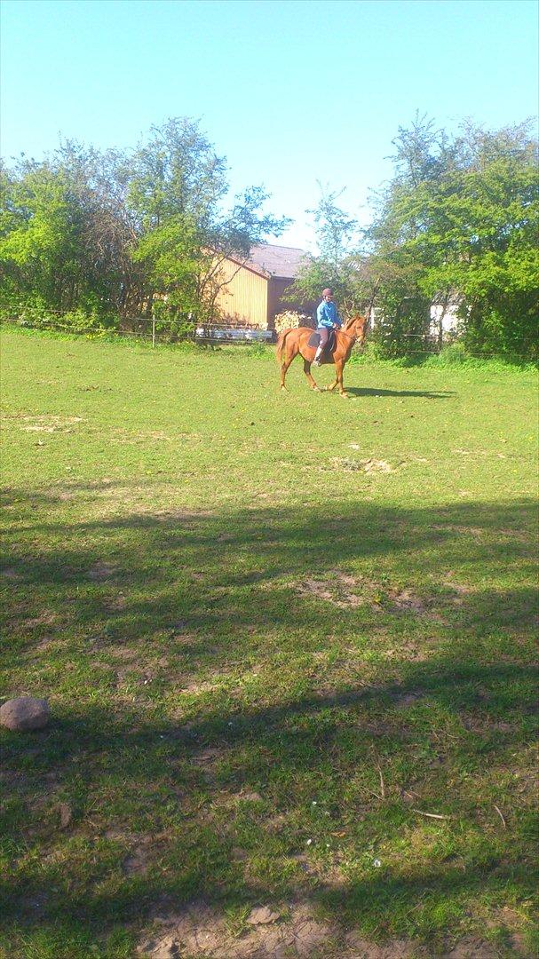 Anden særlig race night lady hele part billede 13