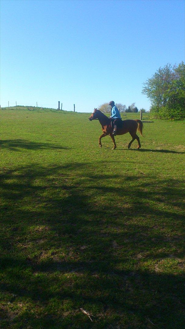 Anden særlig race night lady hele part billede 15