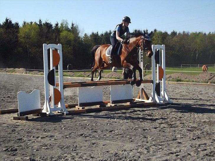 Anden særlig race Nikita   *TUTTE*   >>VBH<< - 12/ Min lille stjerne og seje Eva til springundervisning d. 2/5-2012 på TronsøSkolen! TRONSØSKOLEN 11/12! (Foto: Mig) billede 12