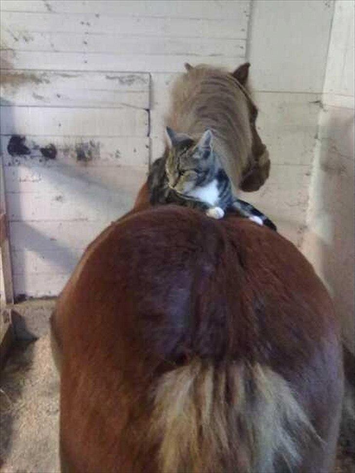 Anden særlig race Oscar (UDLÅNT) billede 3