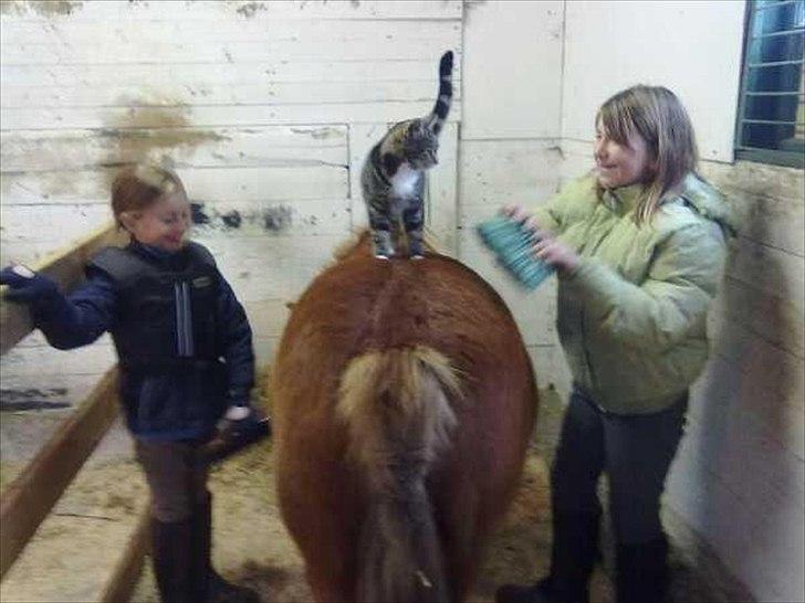 Anden særlig race Oscar (UDLÅNT) billede 4