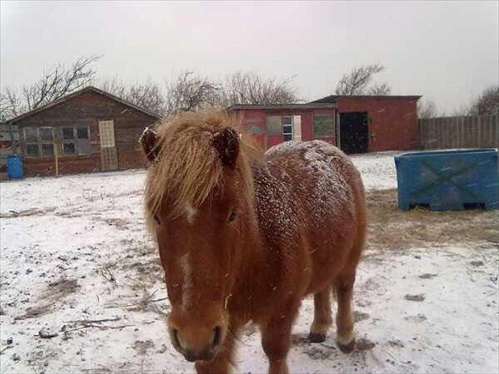 Anden særlig race Oscar (UDLÅNT) billede 5
