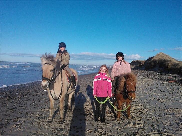 Anden særlig race Oscar (UDLÅNT) billede 6