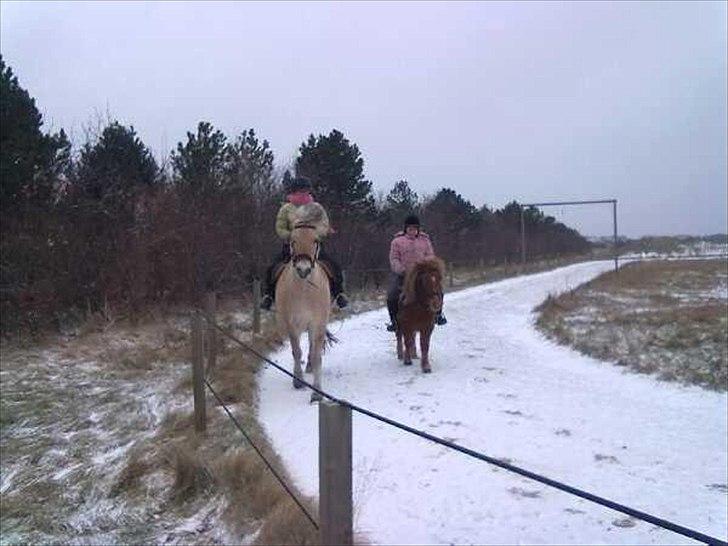 Anden særlig race Oscar (UDLÅNT) billede 7