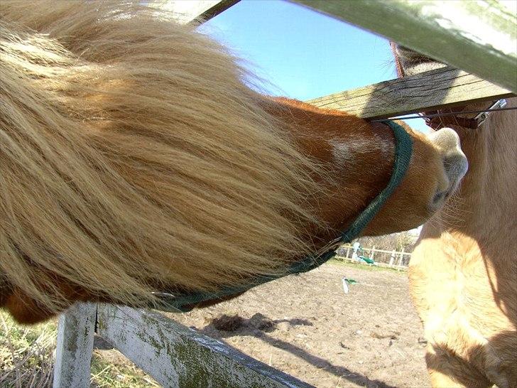 Anden særlig race Oscar (UDLÅNT) billede 9