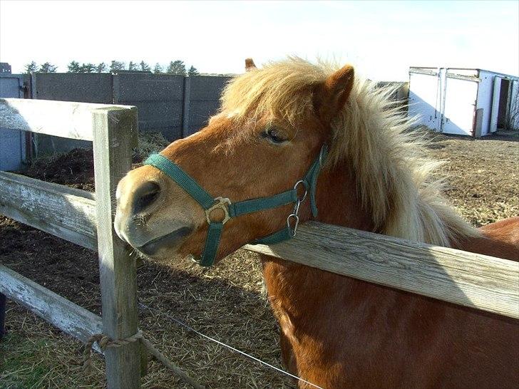 Anden særlig race Oscar (UDLÅNT) billede 10