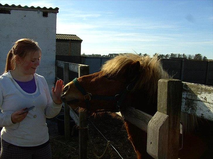 Anden særlig race Oscar (UDLÅNT) billede 11