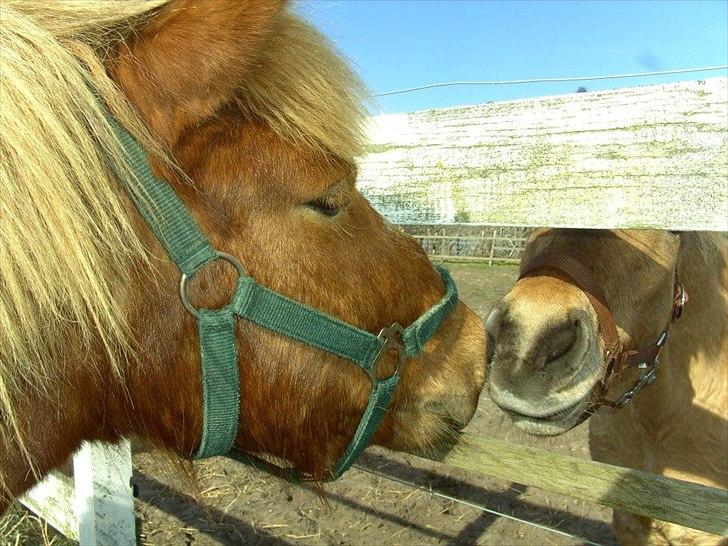 Anden særlig race Oscar (UDLÅNT) billede 12