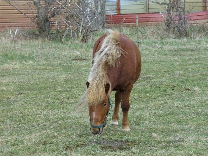 Anden særlig race Oscar (UDLÅNT) billede 13