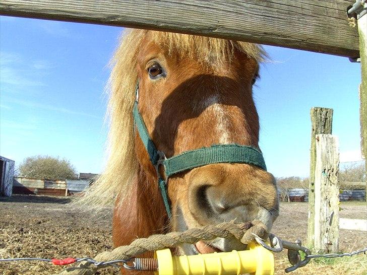 Anden særlig race Oscar (UDLÅNT) billede 14