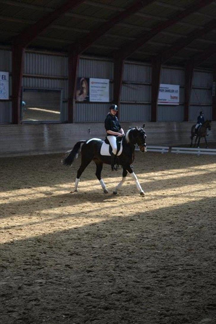 Amerikansk Paint Pony Expensive Spot - Dyrebar plet billede 8