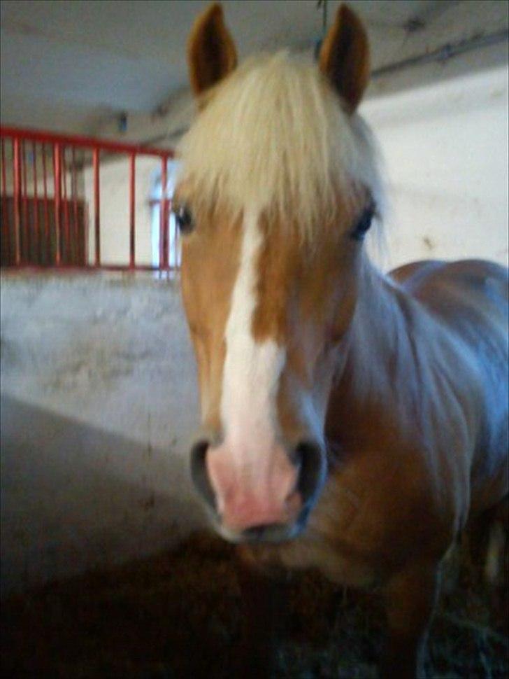 Haflinger Lasso billede 3