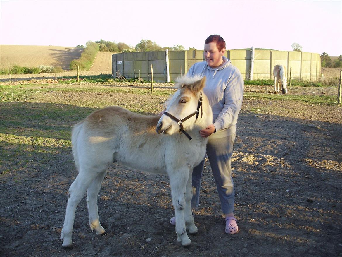 Haflinger Appell Lindegaard solgt - hmm jep det er lige der bliv lige ved:-) billede 9