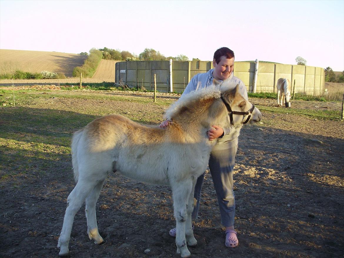 Haflinger Appell Lindegaard solgt - åhhh jaaa det er lige der det klør.. billede 10