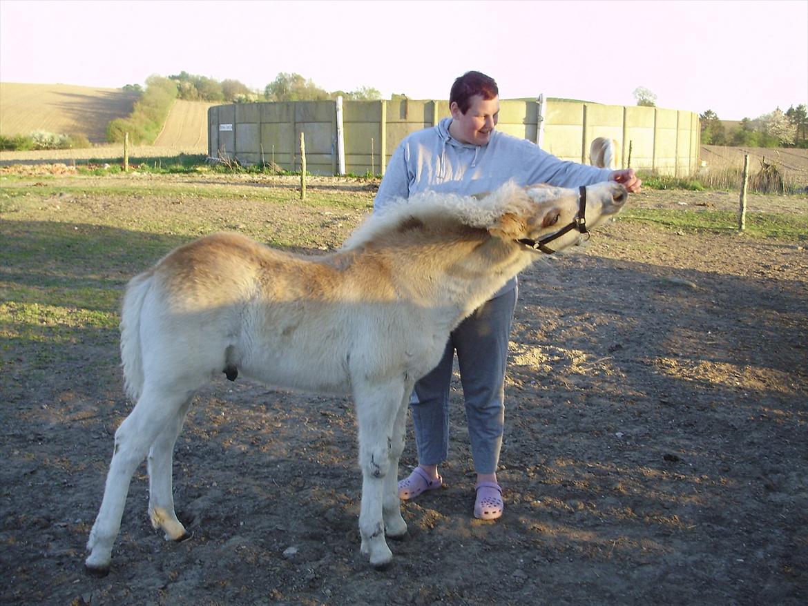 Haflinger Appell Lindegaard solgt - hmm har du noget godt at spise?? billede 11