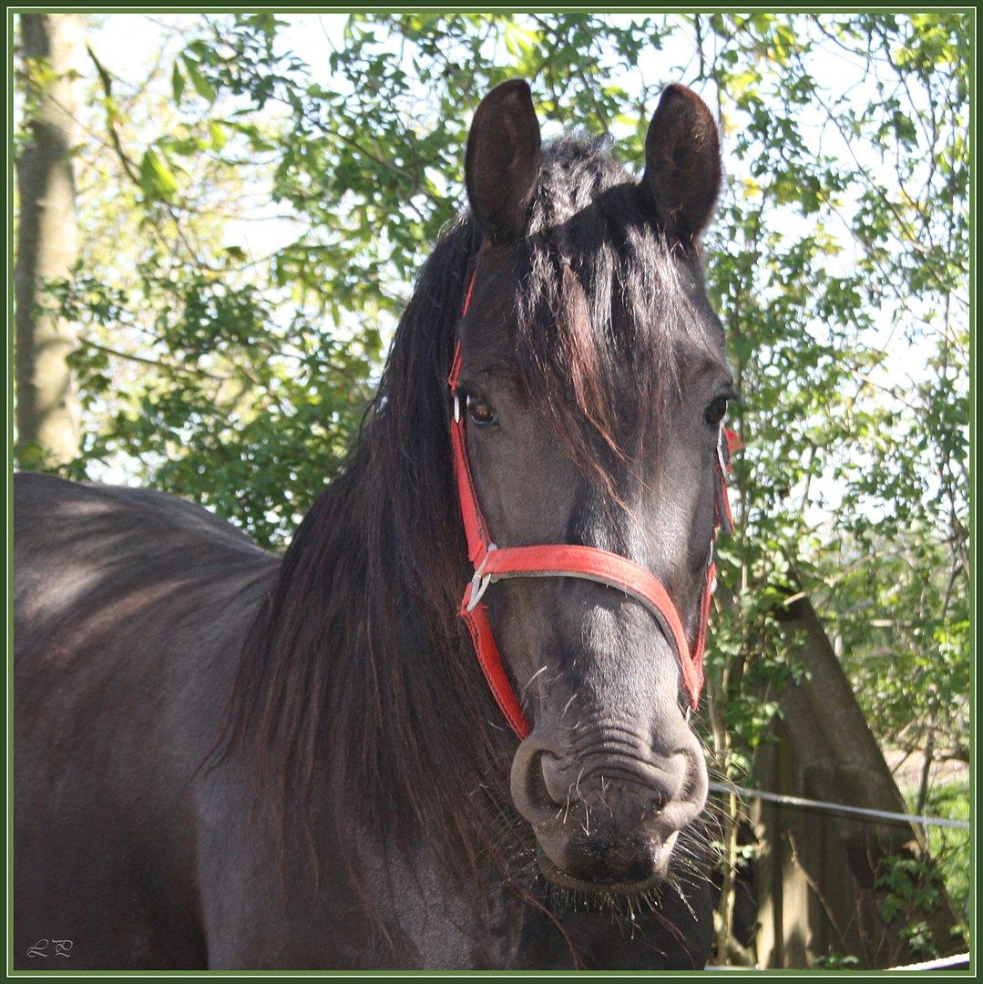 Frieser Sofie af Karmark billede 10