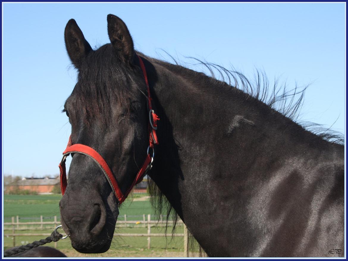 Frieser Sofie af Karmark billede 11